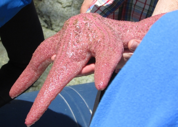 Photo of Pisaster brevispinus by <a href="http://morrisoncreek.org/">Kathryn Clouston</a>